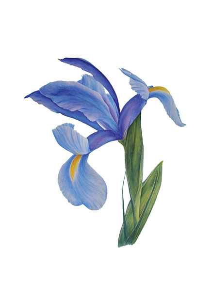 Iris print salon